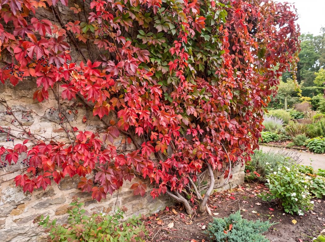 Parthenocissus quinquefolia var. engelmannii