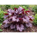 Heuchera hybrida Carnival Plum Crazy