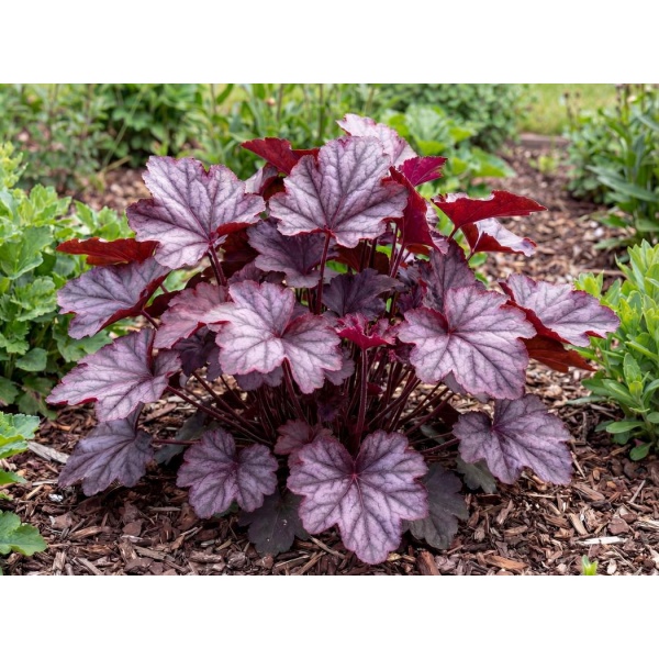 Heuchera hybrida Carnival Plum Crazy