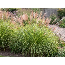 Miscanthus sinensis Zebrinus