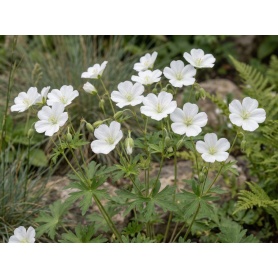 Geranium sanguineum Album