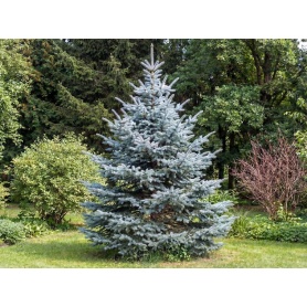 Picea pungens Koster Group