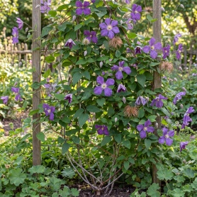 Clematis × jackmanii