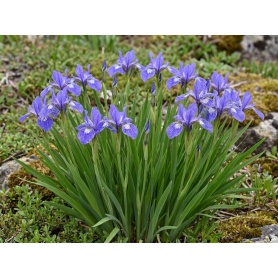 Iris setosa var. arctica