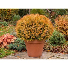 Thuja occidentalis Fire Chief