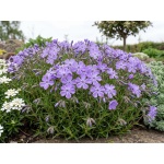 Phlox Violet Pinwheels