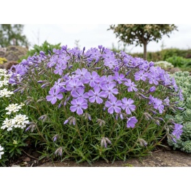 Phlox Violet Pinwheels
