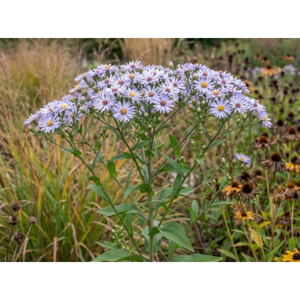 Symphyotrichum laeve var. laeve