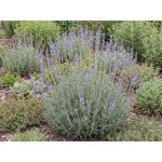Lavandula intermedia Phenomenal