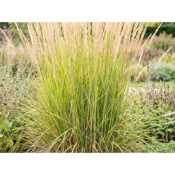 Calamagrostis acutiflora Karl Foerster