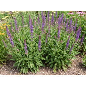 Salvia nemorosa Ostfriesland