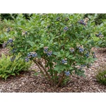 Vaccinium corymbosum 'Bluecrop'