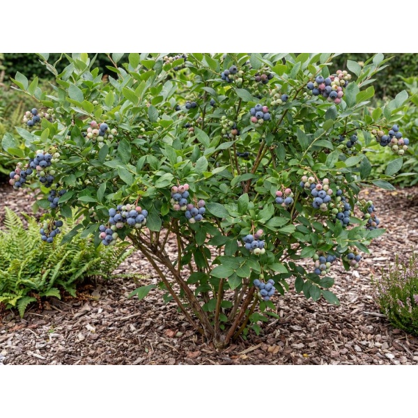 Vaccinium corymbosum 'Bluecrop'