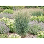 Panicum virgatum Northwind