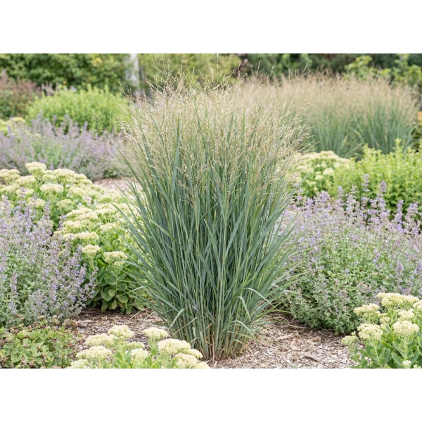 Panicum virgatum Northwind