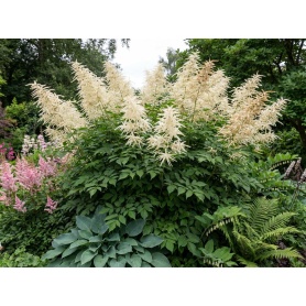 Aruncus dioicus