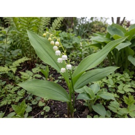Convallaria majalis
