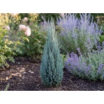 Juniperus scopulorum Blue Arrow