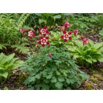 Aquilegia caerulea Kirigami Red and White