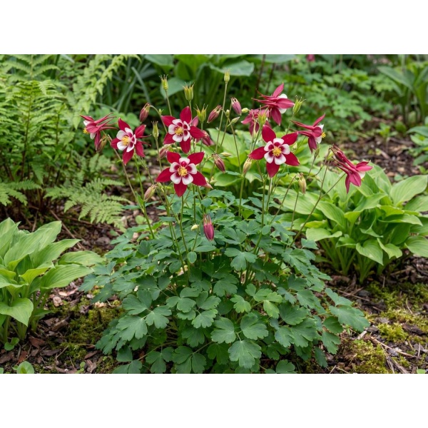 Aquilegia caerulea Kirigami Red and White