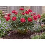 Paeonia lactiflora Kansas