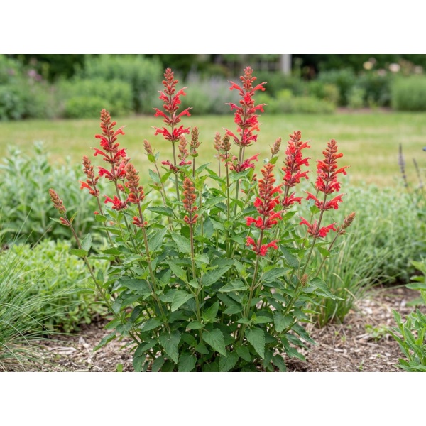 Agastache TNAGAKR