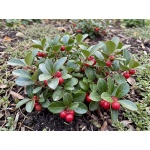 Gaultheria procumbens