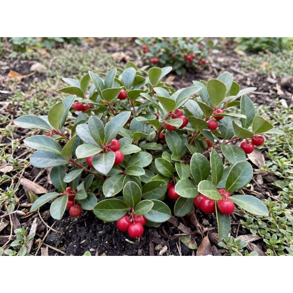 Gaultheria procumbens