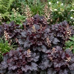 Heuchera Obsidian