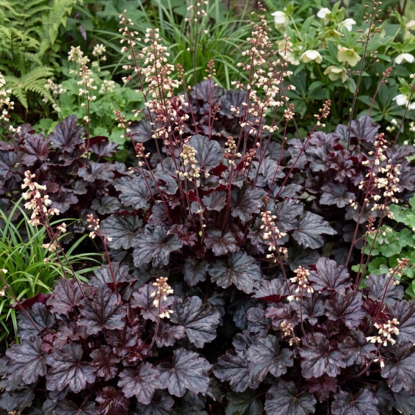 Heuchera Obsidian