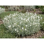 Cerastium tomentosum