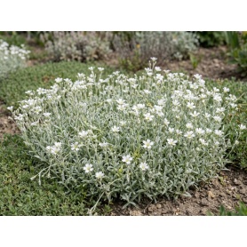 Cerastium tomentosum