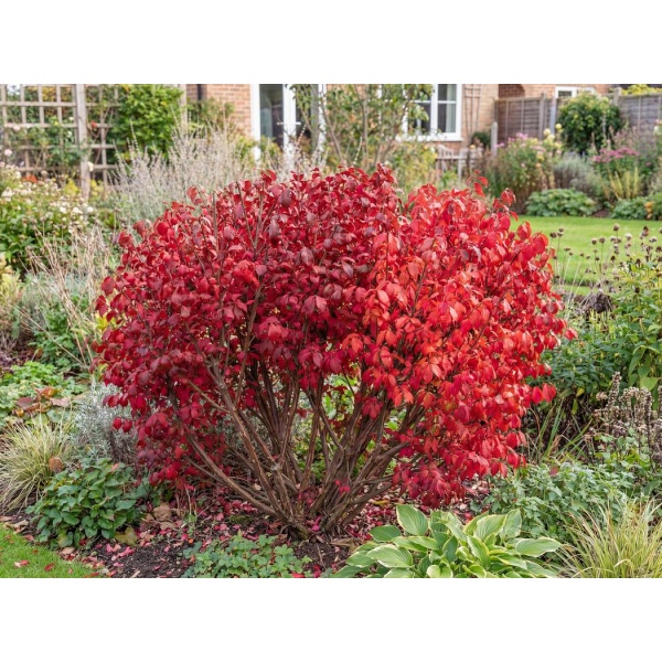 9e02480608e3_1050-16.jpg Euonymus alatus Compactus