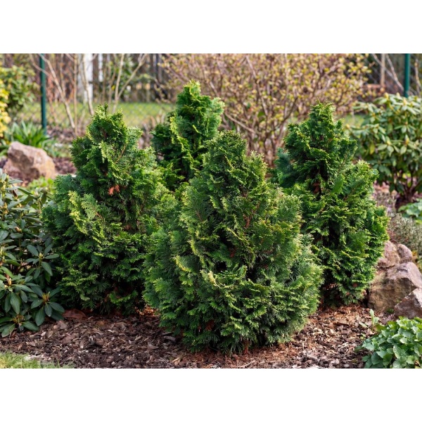 Chamaecyparis obtusa Nana Gracilis