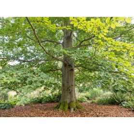 Fagus sylvatica