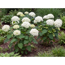 Hydrangea arborescens Abetwo
