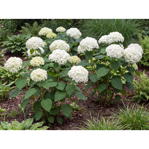 Hydrangea arborescens Abetwo