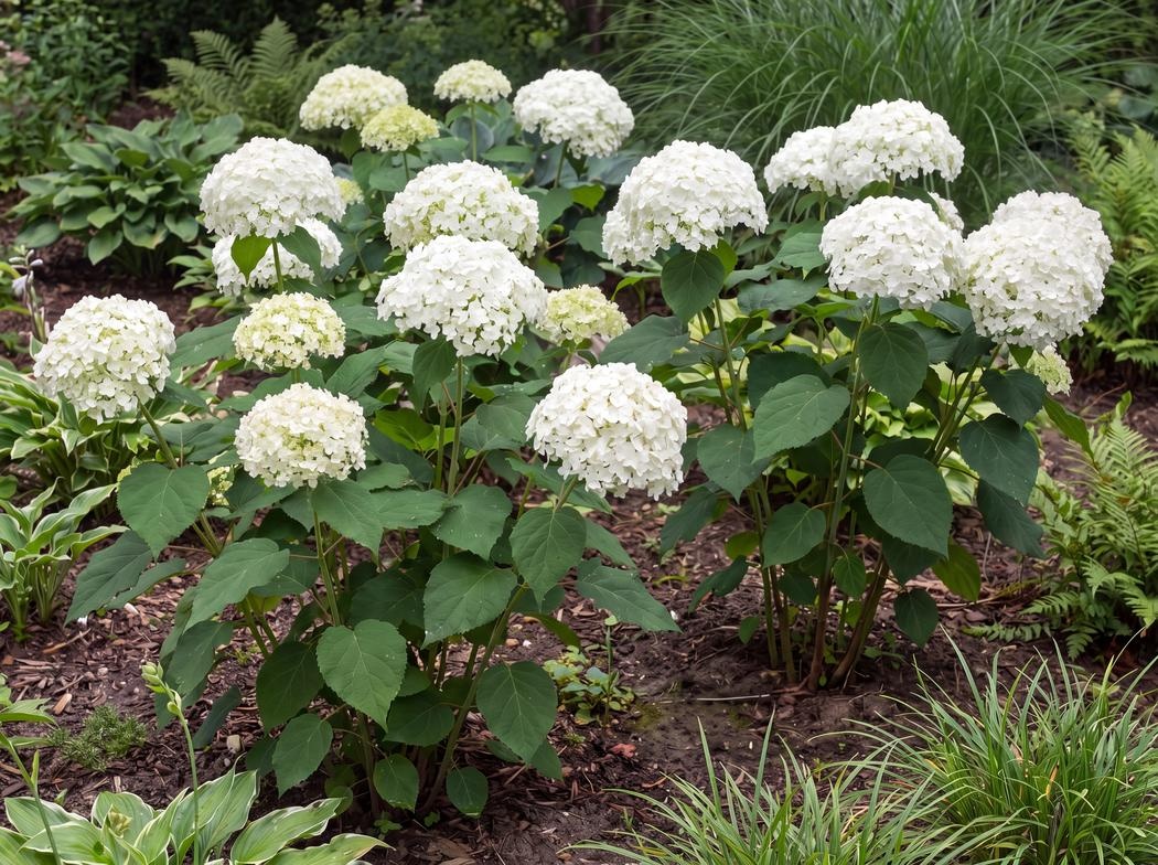 Hydrangea arborescens Abetwo