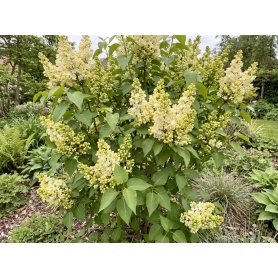 Syringa vulgaris Primrose