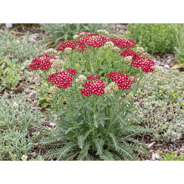 Achillea millefolium 'Pomegranate'