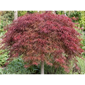 Acer palmatum Crimson Queen