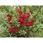 Chaenomeles superba Crimson and Gold