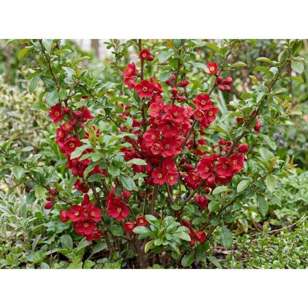 Chaenomeles superba Crimson and Gold