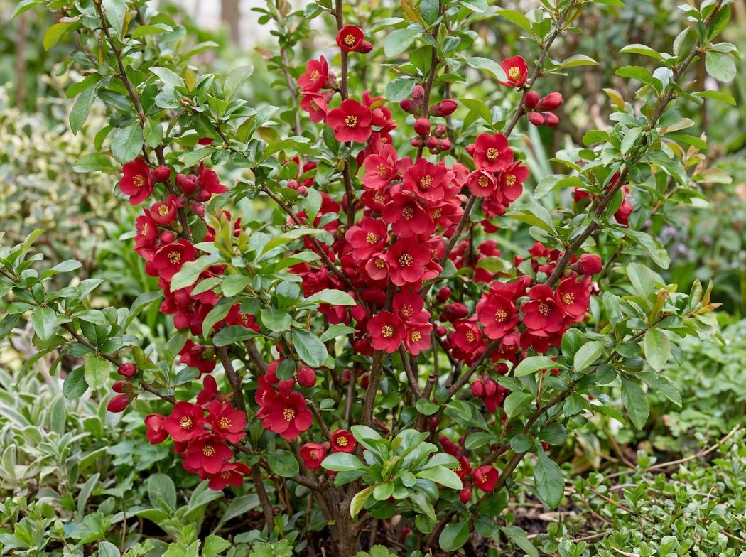 Chaenomeles superba Crimson and Gold