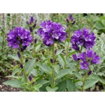 Campanula glomerata Joan Elliott