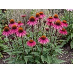 Echinacea purpurea Merlot