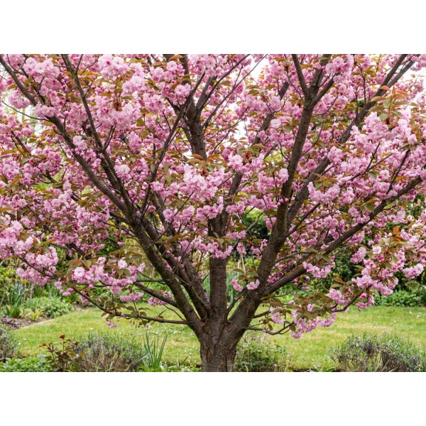 Prunus Kanzan