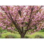 Prunus Kanzan