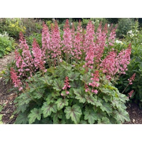 Heucherella Pink Revolution