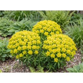Euphorbia epithymoides subsp. epithymoides